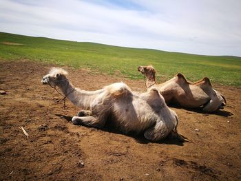 View of an animal on field