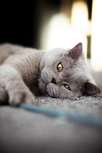 Close-up of cat resting