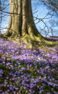 Close-up of purple flowers growing on field