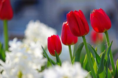 Close-up of red tulips blooming outdoors