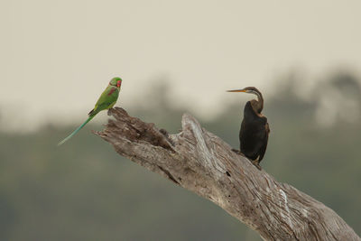 Bird perching on a branch