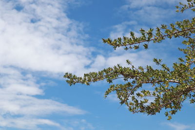 Low angle view of flowering plant against cloudy sky