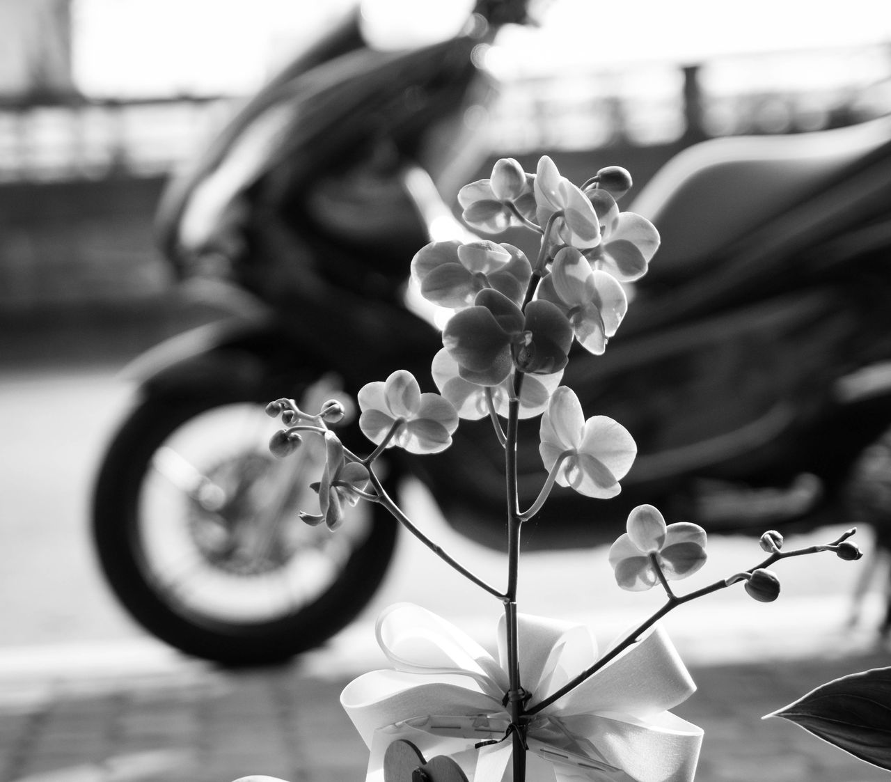 flower, focus on foreground, freshness, fragility, bicycle, transportation, petal, land vehicle, mode of transport, flower head, growth, plant, close-up, nature, beauty in nature, stem, blooming, day, blossom, outdoors