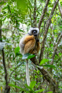 Low angle view of monkey on tree