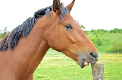 Close-up of horse grazing on grassy field