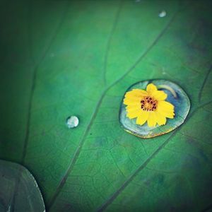 Close up of yellow flowers
