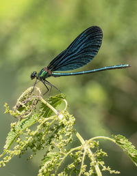 Close-up of butterfly on leaf