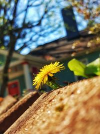 Close-up of yellow flower tree