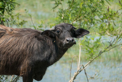 Portrait of a water buffalo