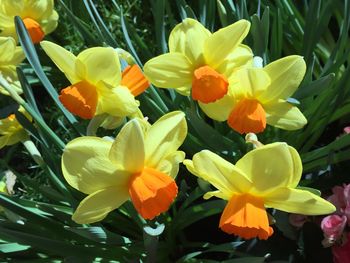 Close-up of flowers blooming outdoors