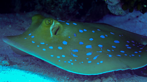 Close-up of fish swimming in sea