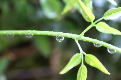 Close-up of wet plant during rainy season