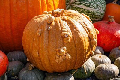 Close-up of pumpkins