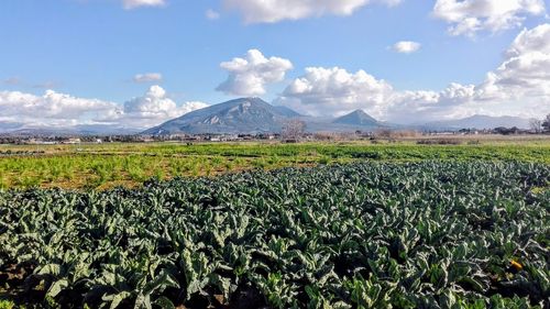 Scenic view of agricultural field against sky