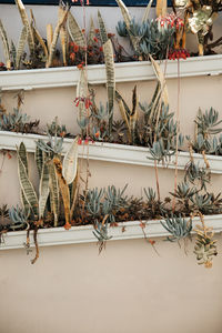 Potted plants against wall