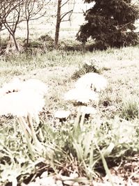 Close-up of lizard on field