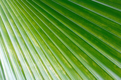 Full frame shot of palm leaves