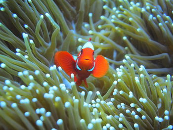 Clownfish hiding in anemone at raja ampat