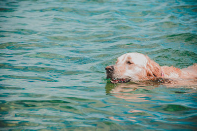Dog swimming in a water