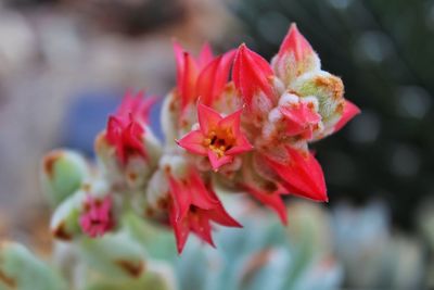 Close-up of flowers blooming outdoors