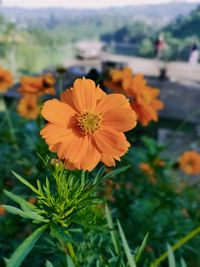 Close-up of orange flowering plant