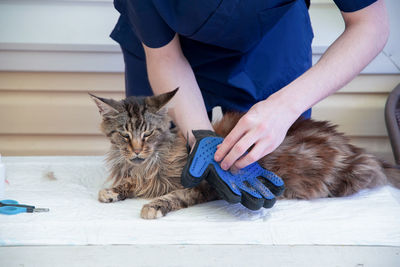 domestic animals