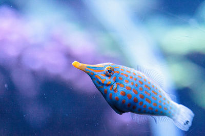 Close-up of fish swimming in tank at aquarium