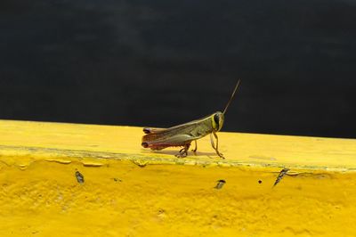 Close-up of grasshopper on yellow wall