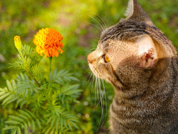 Close-up of a cat