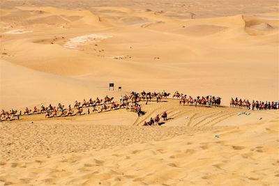 People riding camels on sand dune