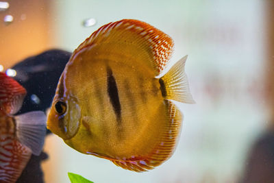 Close-up of fish swimming in sea