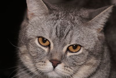 Close-up portrait of british shorthair cat 