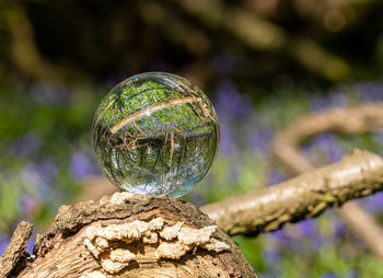 Crystal glass photo ball reflecting and magnifying upside down bluebell woods mirrored image 
