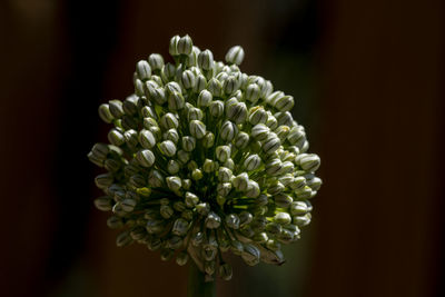 Close-up of white flowering plant