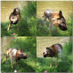 Dog standing on grassy field