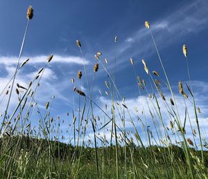 Low angle view of tall grass on field against sky