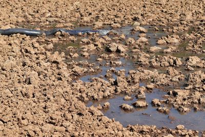 Pipe water in rice field