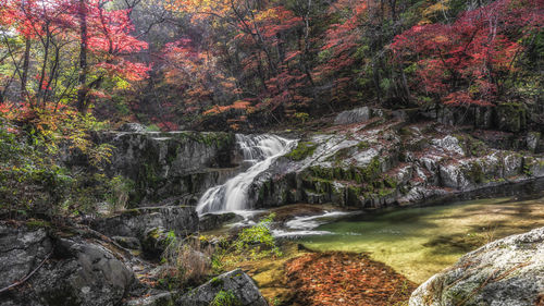 Scenic view of waterfall in forest