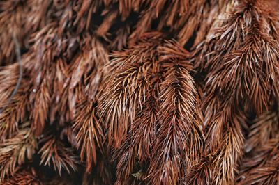 Full frame shot of dried plants