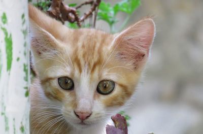 Close-up portrait of tabby cat