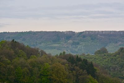 Scenic view of forest against sky