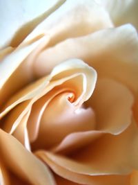 Close-up of white rose