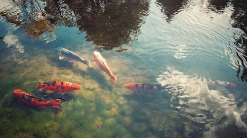 High angle view of koi carps in pond