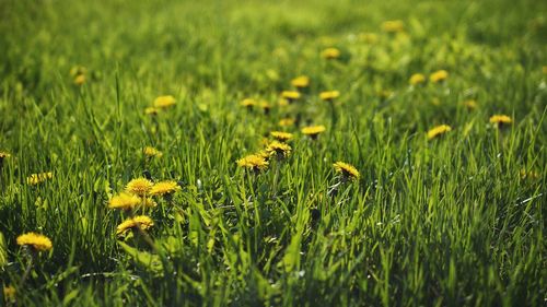 Close-up of yellow flowers in meadow