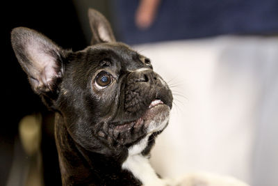 Close-up of a french bulldog looking up