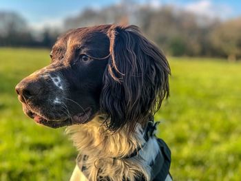 Close-up of a dog looking away