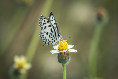 Close-up of butterfly pollinating on flower
