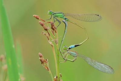 Close-up of dragonfly on plant