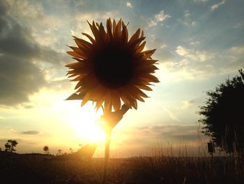 Plants on field at sunset
