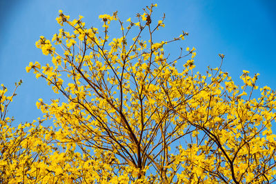 Low angle view of flowering plant against blue sky